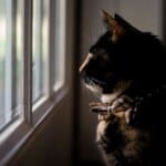 A cat wearing a bow tie gazes out a sunlit window, with light highlighting its face and whiskers.