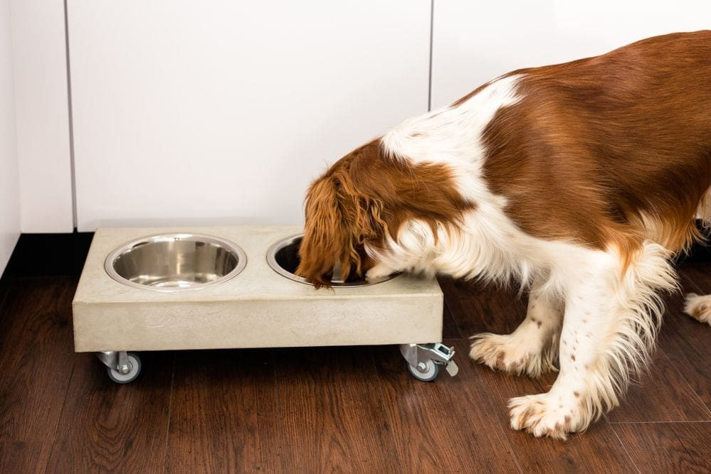 Consider These Kitchen Remodeling Ideas for Atlanta Home and Pet Owners Consider These Kitchen Remodeling Ideas for Atlanta Home and Pet Owners
